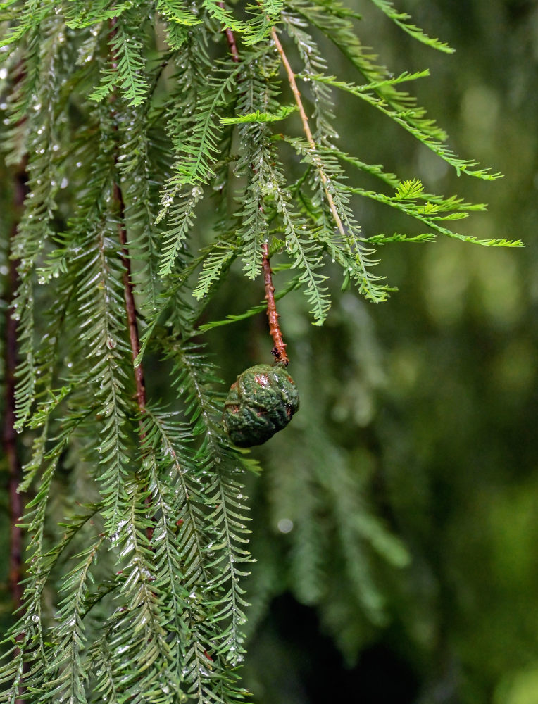Image of Taxodium distichum specimen.