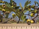 Crataegus taurica. Незрелые плоды и листья. Крым, Керченский п-ов, Приазовье, Генеральские пляжи, сходящая к берегу моря балка в петрофитной степи. 18.08.2018.