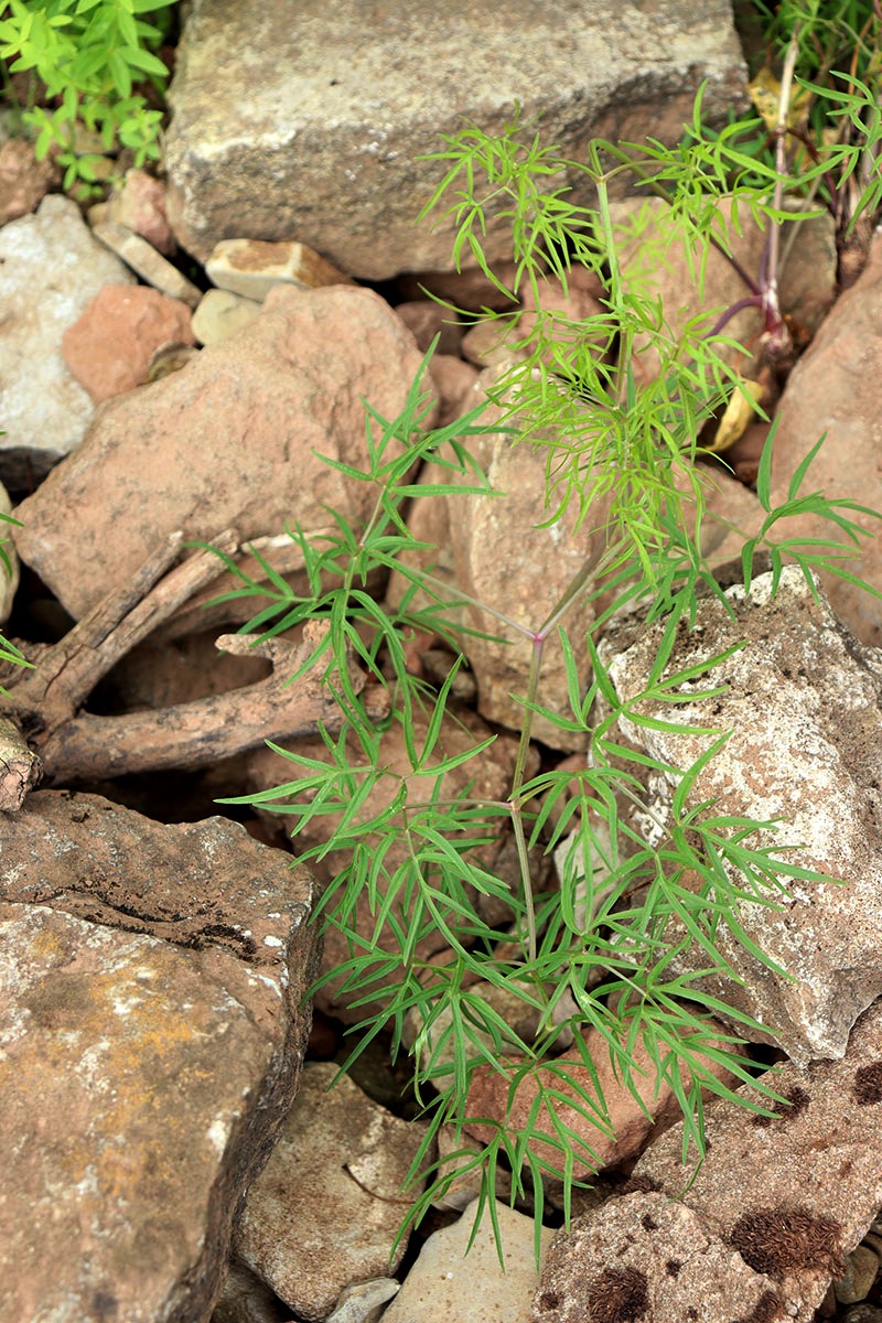 Image of Cenolophium fischeri specimen.