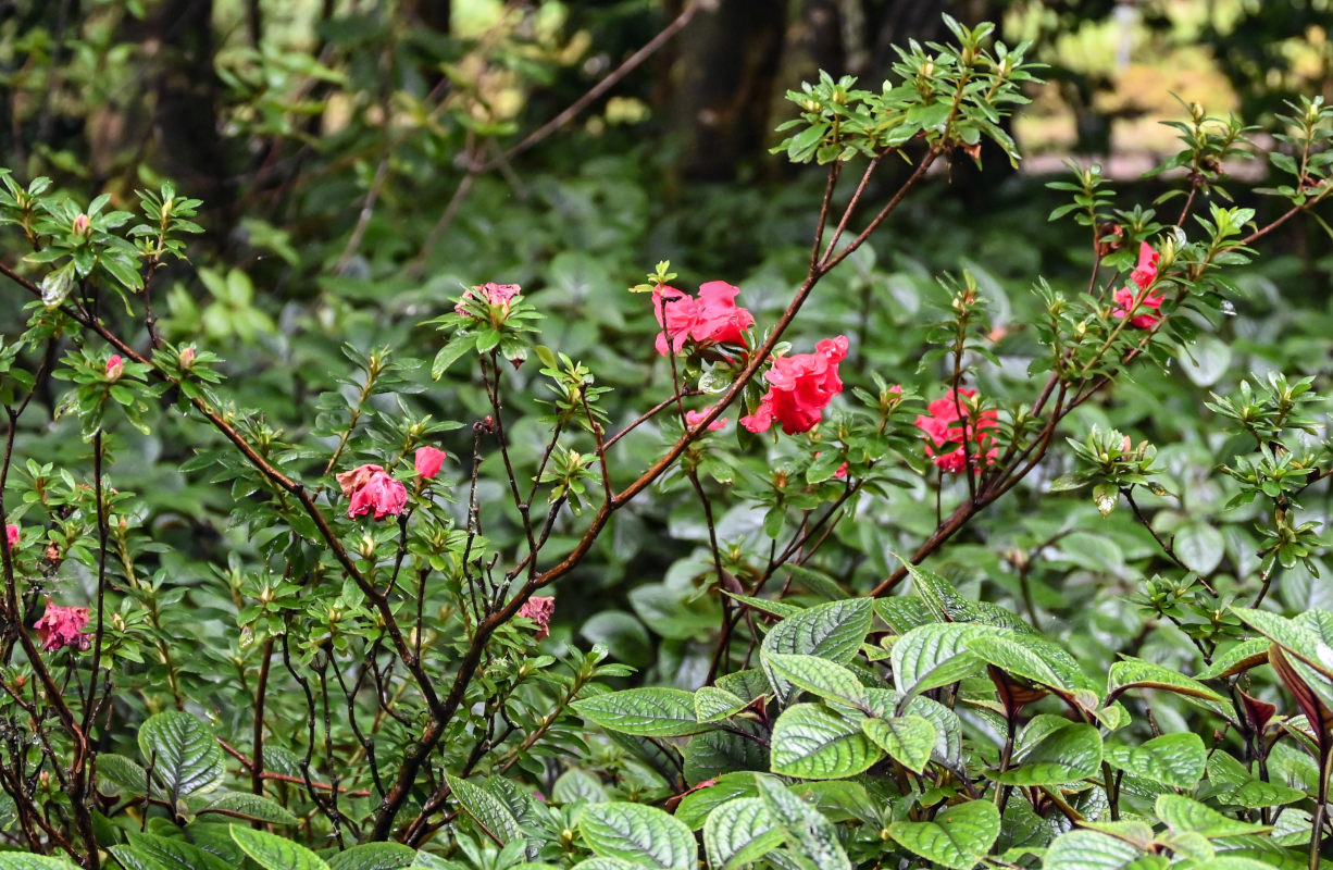 Изображение особи Rhododendron simsii.