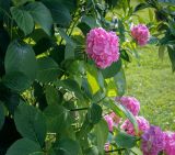 Hydrangea macrophylla