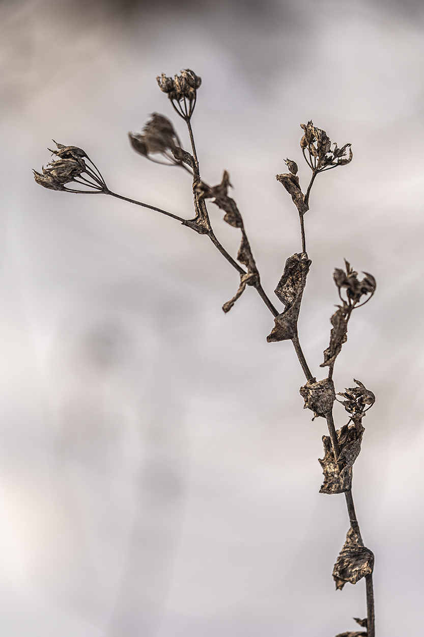 Image of Bupleurum rotundifolium specimen.