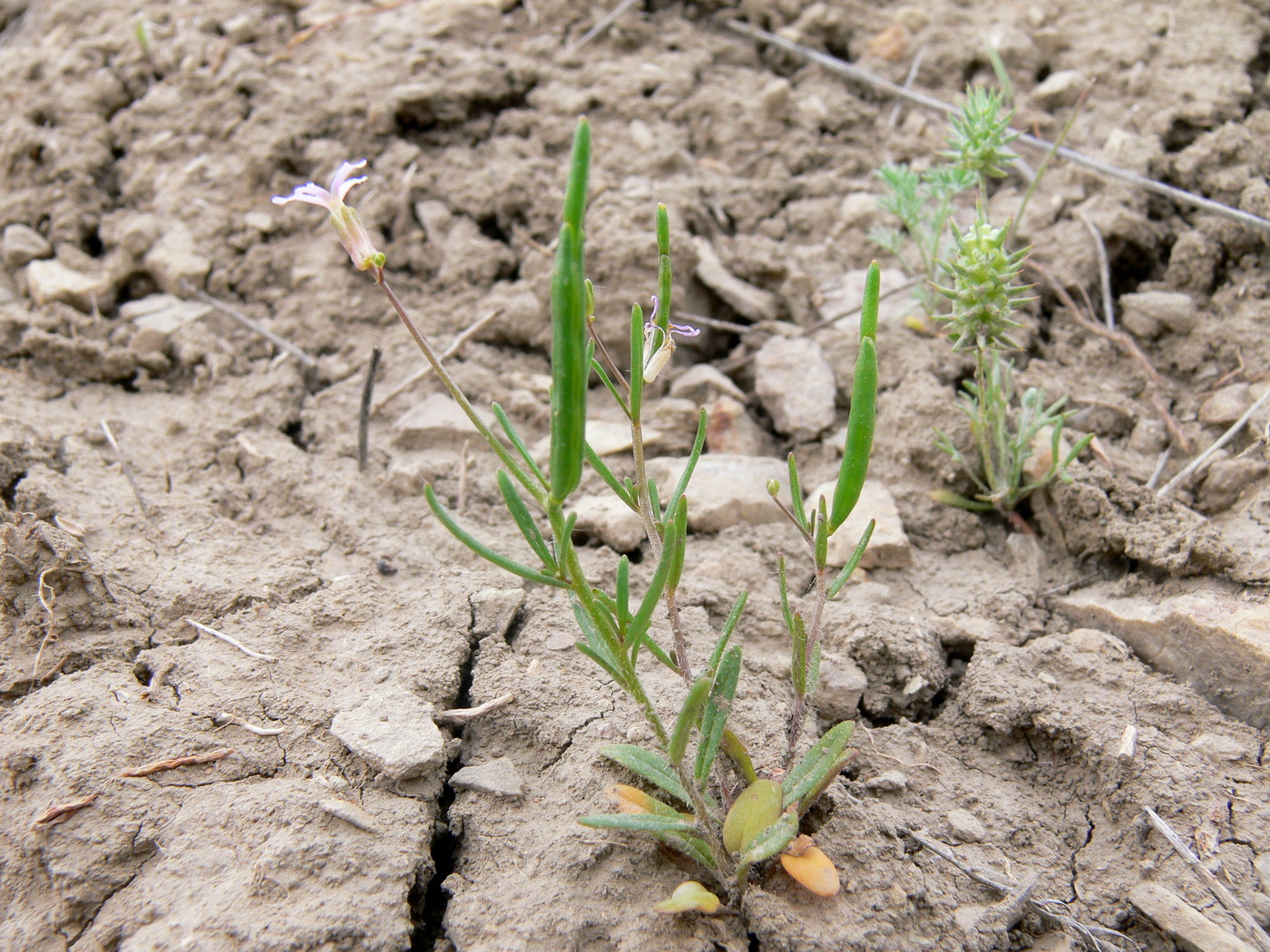 Image of Diptychocarpus strictus specimen.