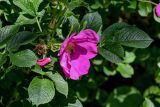 Rosa rugosa. Верхушка побега с цветком. Калининградская обл., Зеленоградский р-н, окр. пос. Куликово, опушка смешанного леса. 01.07.2025.