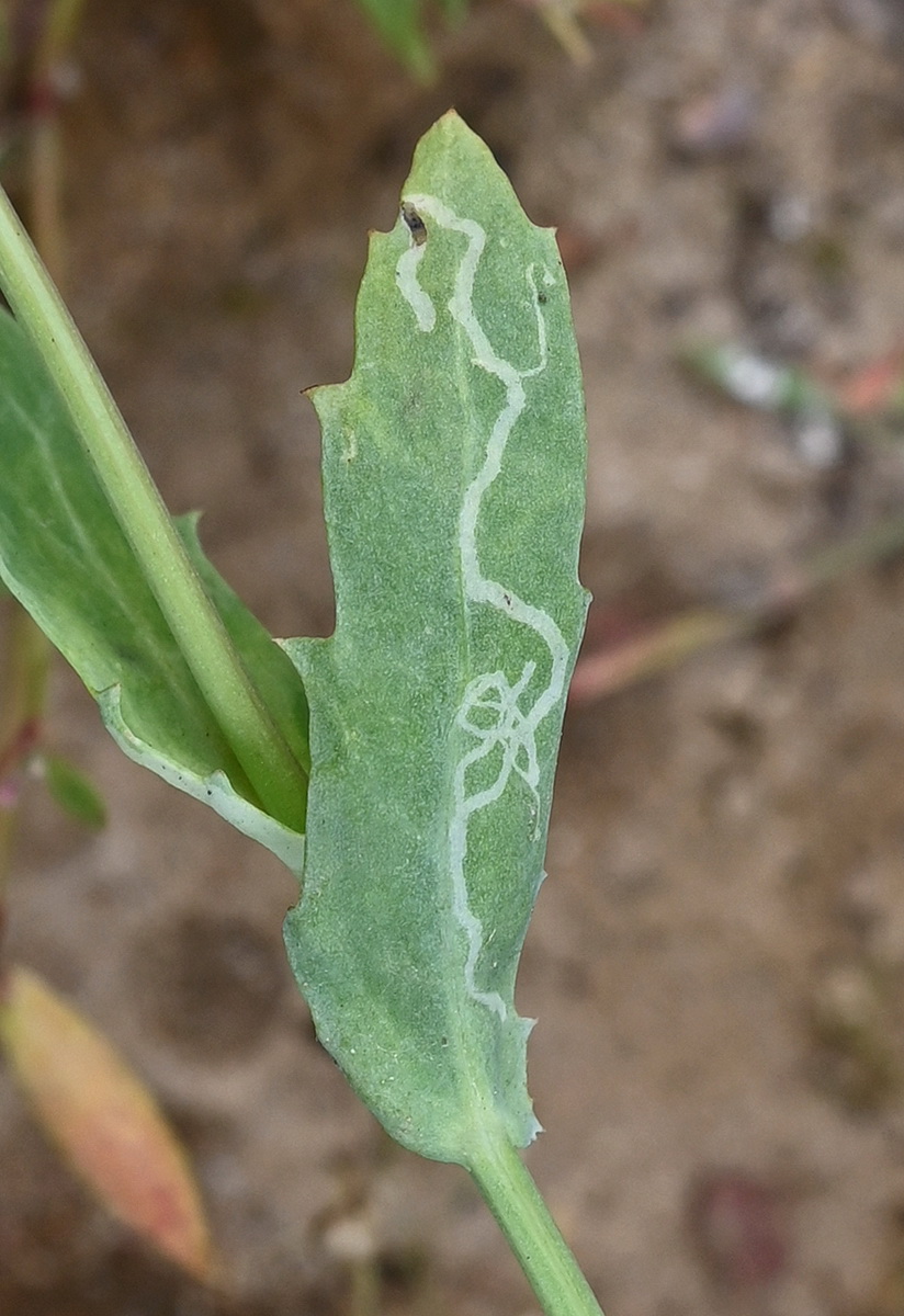 Image of Glebionis segetum specimen.