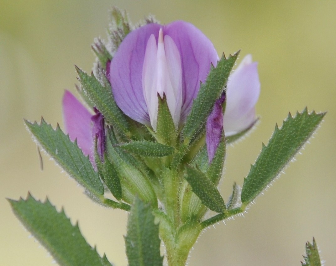 Image of genus Ononis specimen.