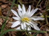 Ornithogalum woronowii. Фасциированные цветки. Крым, окр. г. Судак, северный склон горы Перчем, обочина грунтовой дороги. 23.04.2025.