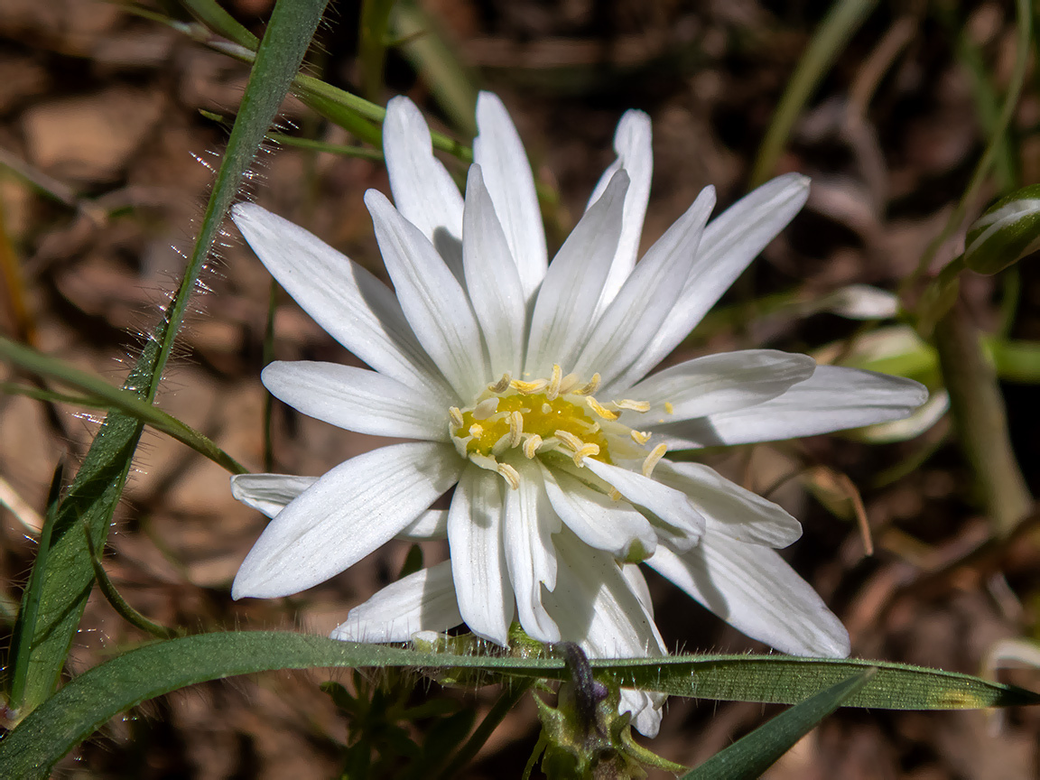 Image of Ornithogalum woronowii specimen.
