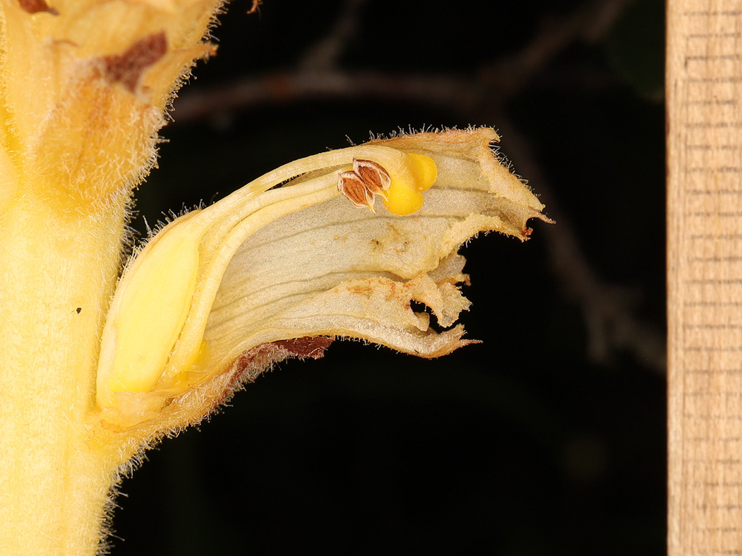 Изображение особи Orobanche alsatica.