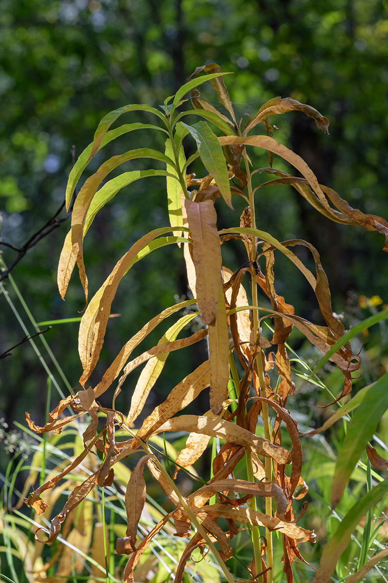 Image of Chamaenerion angustifolium specimen.