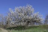 Armeniaca vulgaris