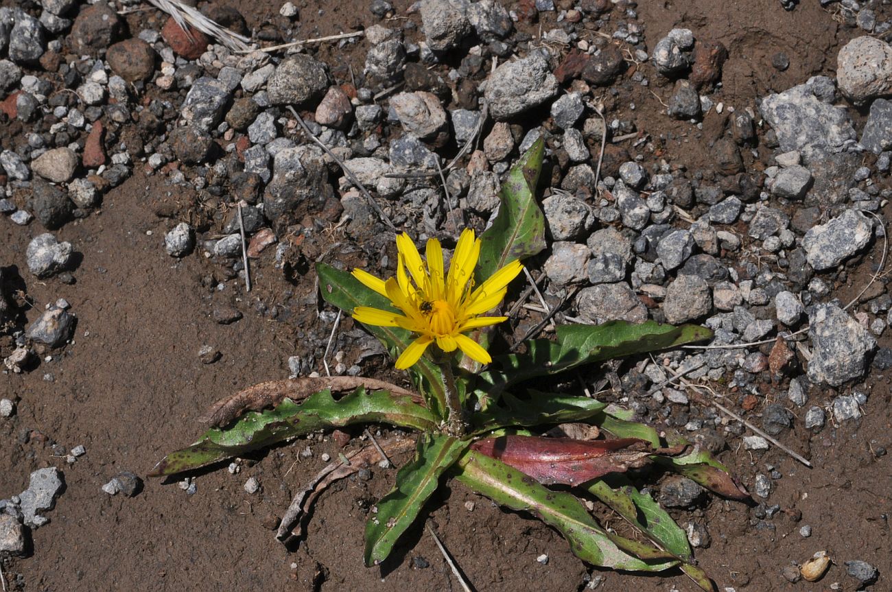 Изображение особи род Taraxacum.