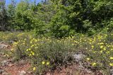 Fumanopsis laevis. Цветущие растения. Южный берег Крыма, окр. пос. Симеиз, шибляк. 23.05.2026.