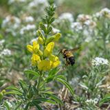 Thermopsis lanceolata. Верхушка цветущего растения и фуражирующий Bombus tshitscherini в сообществе с Argusia sp. на берегу высохшего озера Зун-Торей. Забайкальский край, Ононский р-н, окрест. корд. Тэли. 30.05.2026.