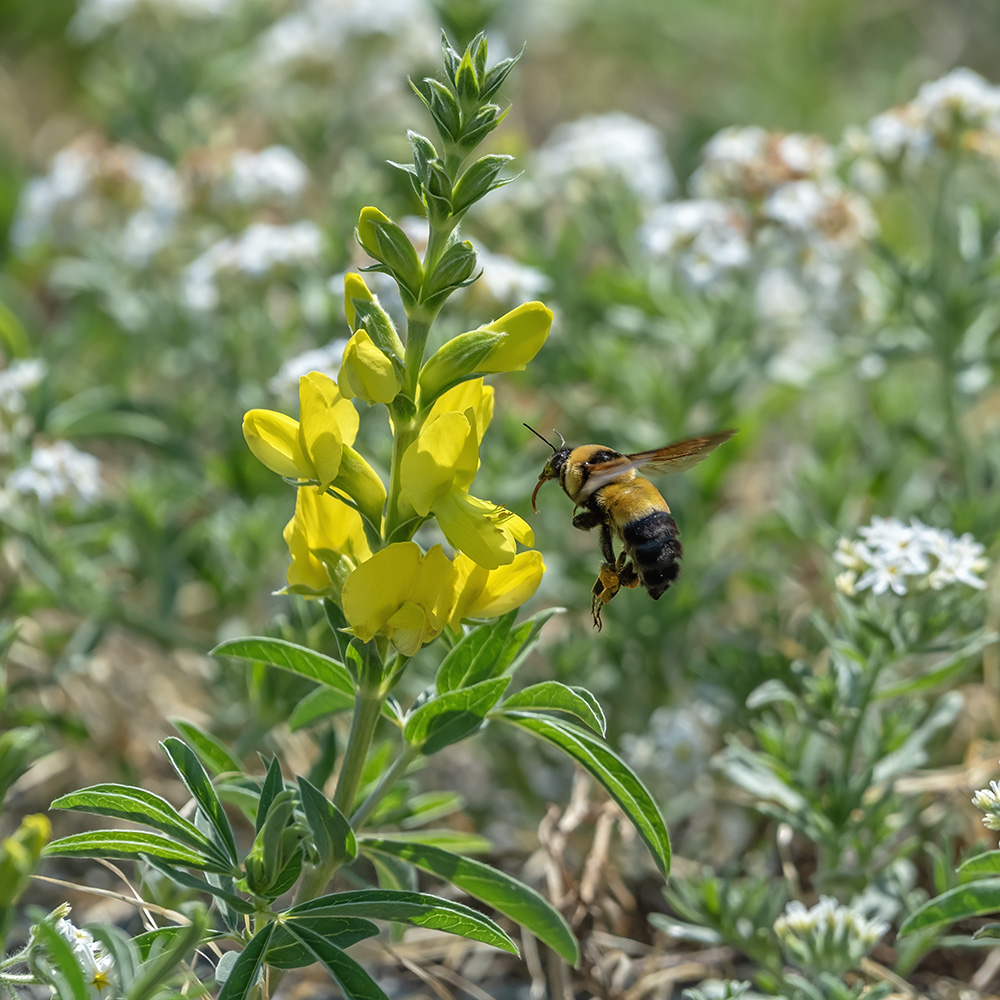 Изображение особи Thermopsis lanceolata.