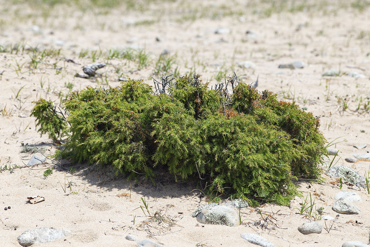 Image of Juniperus rigida ssp. litoralis specimen.