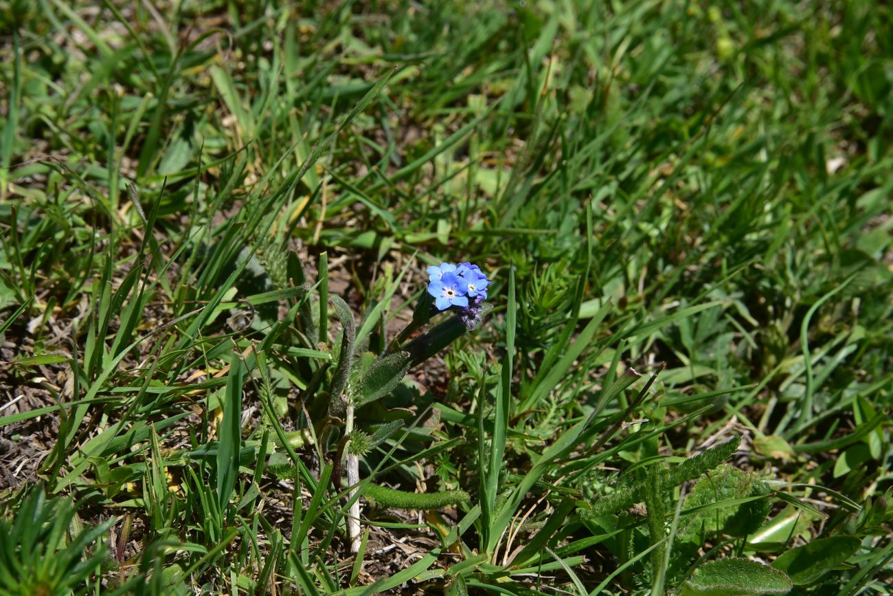 Изображение особи род Myosotis.