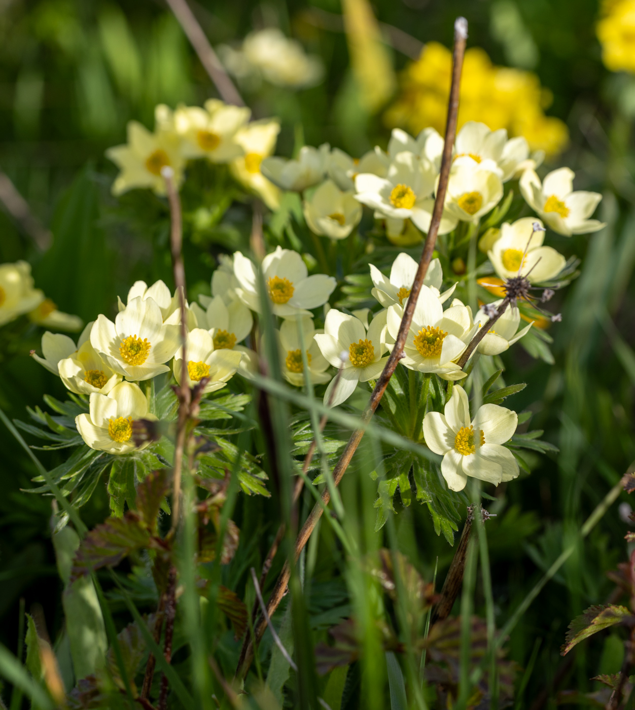 Image of genus Anemone specimen.
