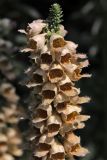 Digitalis ferruginea. Верхушка соцветия. Белгородская обл., пос. Ракитное, ул. Сосновая, 2, в культуре. 22 июля 2026 г.