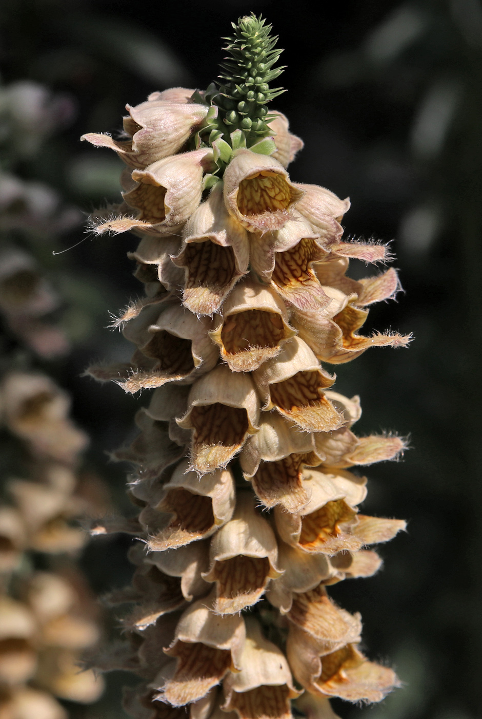 Image of Digitalis ferruginea specimen.