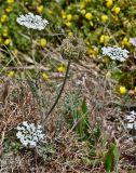 genus Daucus. Верхушка цветущего и плодоносящего растения. Португалия, округ Бежа, устье р. Мира, подножие холма. 05.06.2026.