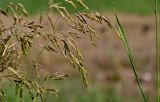 Bromopsis inermis. Соцветия. Московская обл., окр. г. Железнодорожный, дол. р. Чёрная, залежь. 16.06.2025.