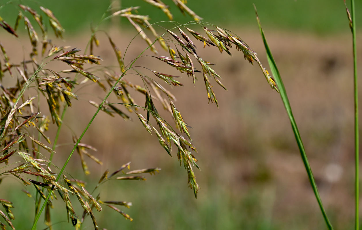 Image of Bromopsis inermis specimen.
