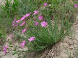 Linum olgae. Цветущее растение. Таджикистан, Горно-Бадахшанская автономная обл., Дарвазский р-н, Дарвазский хр., перев. Хабуработ, выс. ≈ 3200 м н.у.м., задернованный глинистый склон. 19 июня 2026 г.