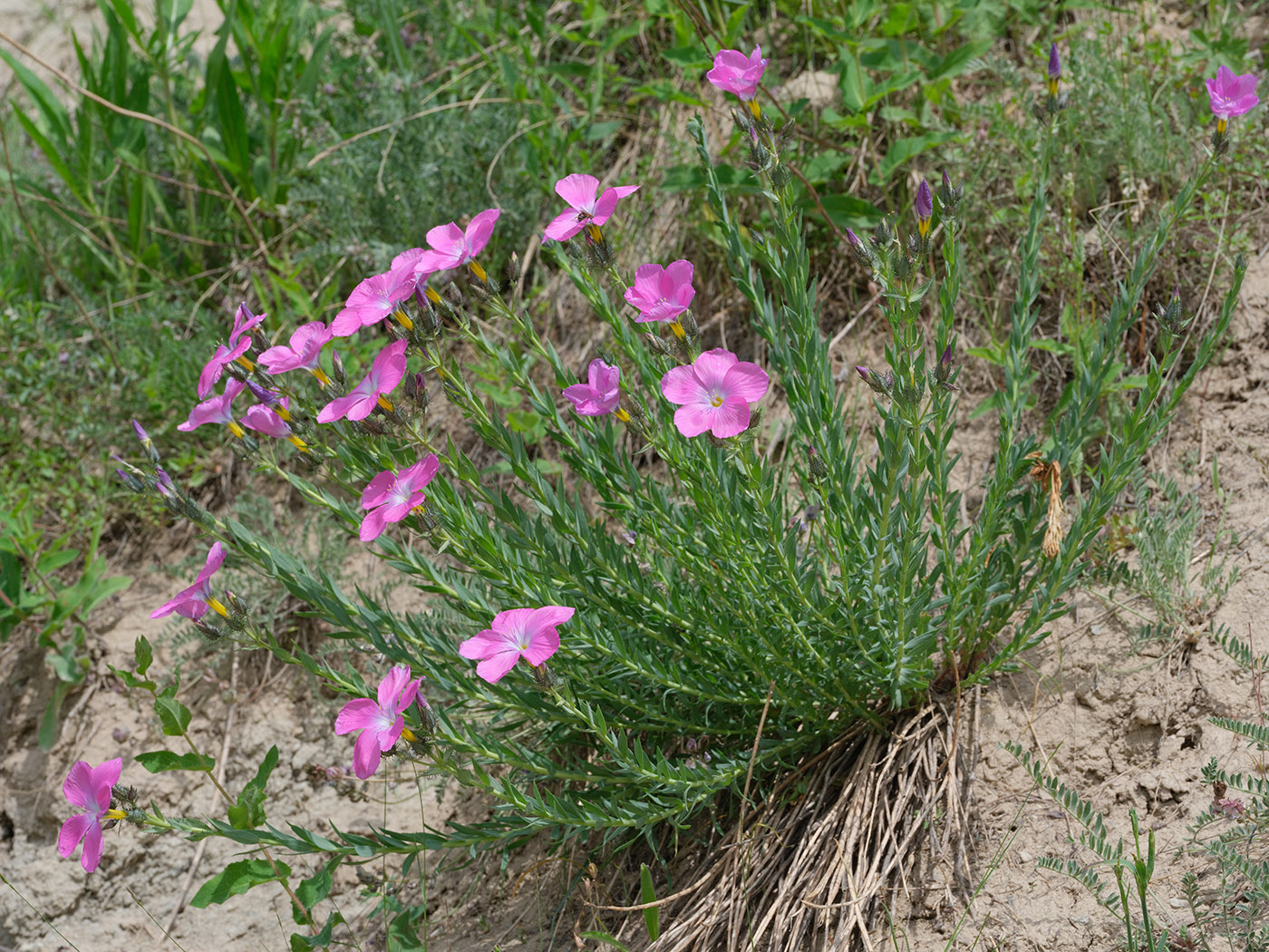 Изображение особи Linum olgae.