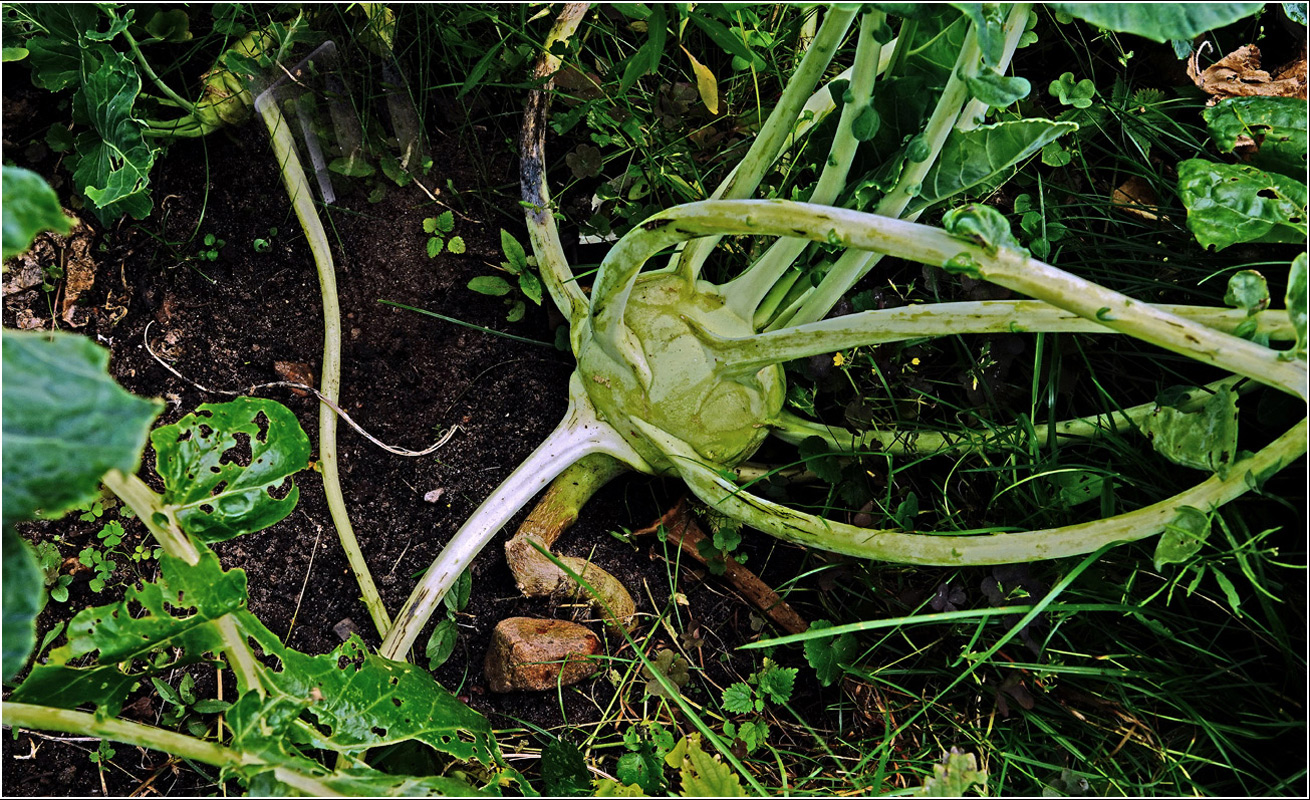 Image of Brassica oleracea var. gongylodes specimen.