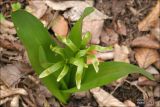 Colchicum umbrosum