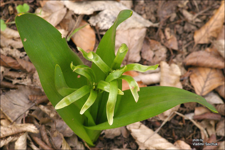 Image of Colchicum umbrosum specimen.