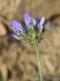 Psoralea bituminosa. Верхушка побега с соцветием. Испания, Каталония, пров. Жирона, комарка Баш Эмпорда, муниципалитет Калонже, обочина полевой дороги на виноградниках, у основания подпирающей склон террасы стенки. 11.04.2026.