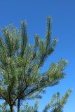 Pinus sylvestris. Ветви на верхушке молодого дерева. Беларусь, Витебская обл., окр. дер. Местечко, разнотравно-злаковый суходольный луг. 17.07.2026.