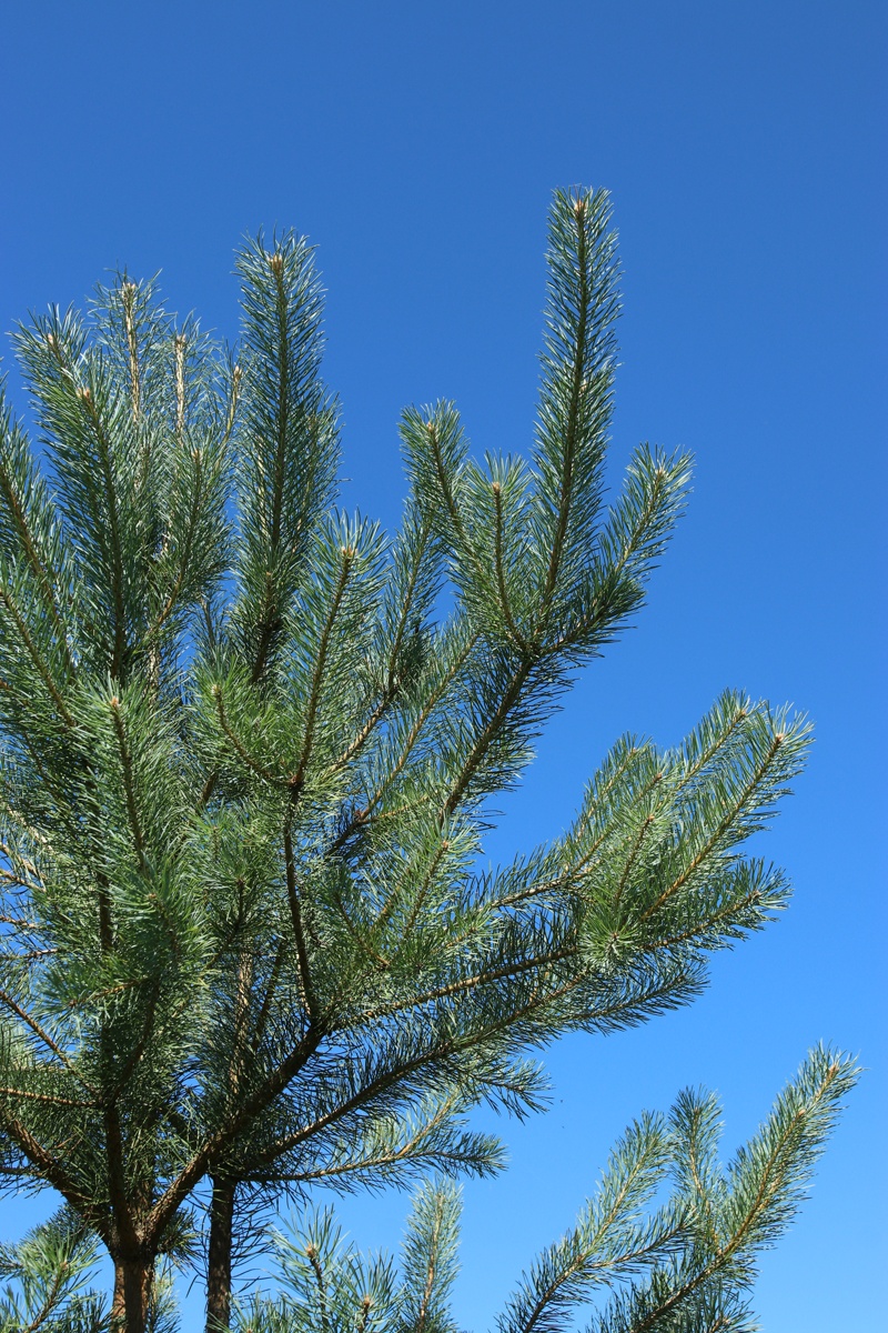 Image of Pinus sylvestris specimen.