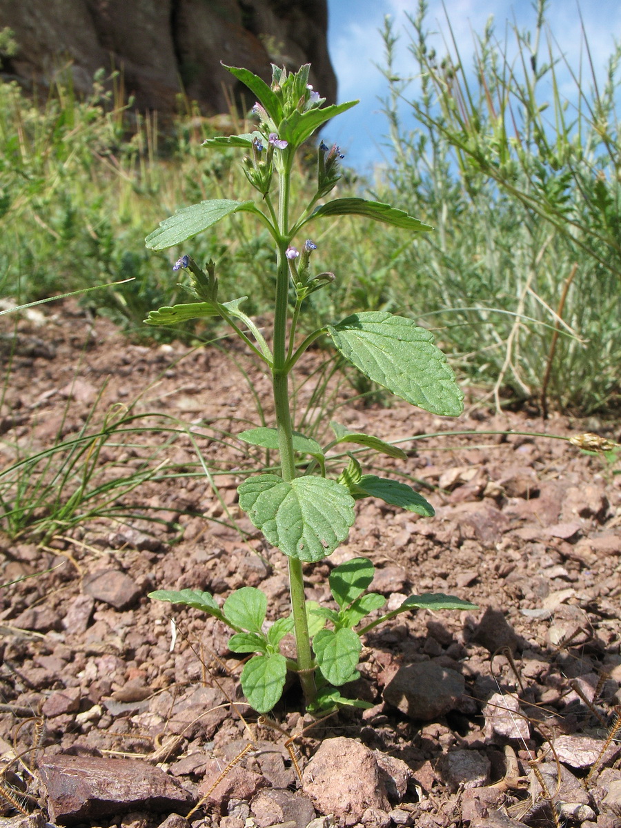 Изображение особи Nepeta micrantha.
