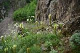 genus Pedicularis. Цветущие растения. Турция, ил Артвин, р-н Юсуфели, левый берег р. Бархал-Чайи, над порогом, выс.1800 м н.у.м., скальная полка. 14 июня 2026 г.