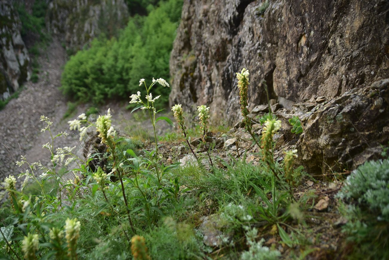 Image of genus Pedicularis specimen.