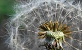 род Taraxacum