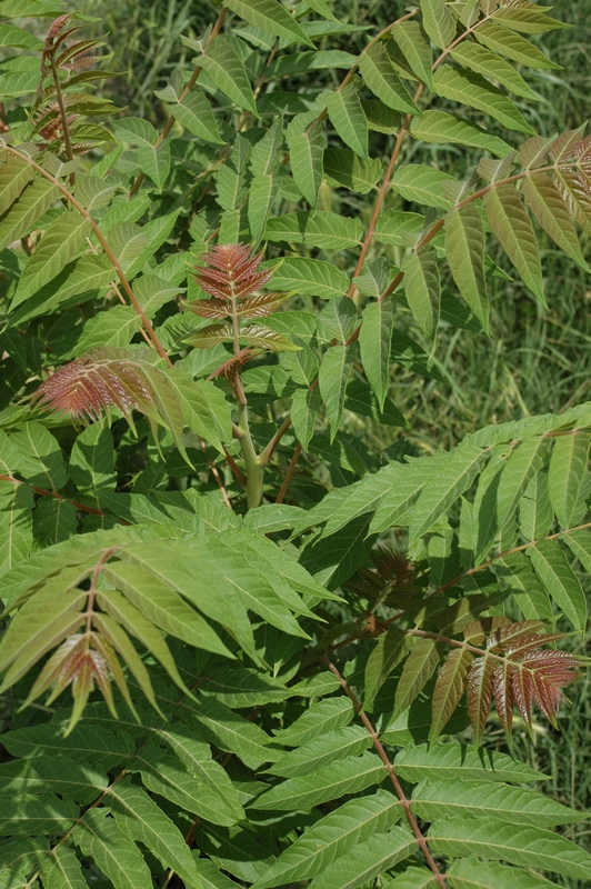 Изображение особи Ailanthus altissima.