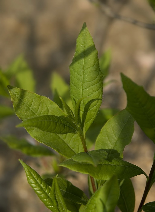 Image of Rhododendron vaseyi specimen.