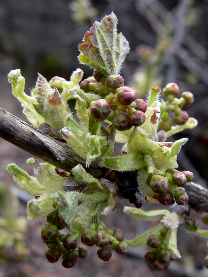 Image of Ribes hispidulum specimen.