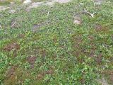 Betula &times; kusmisscheffii