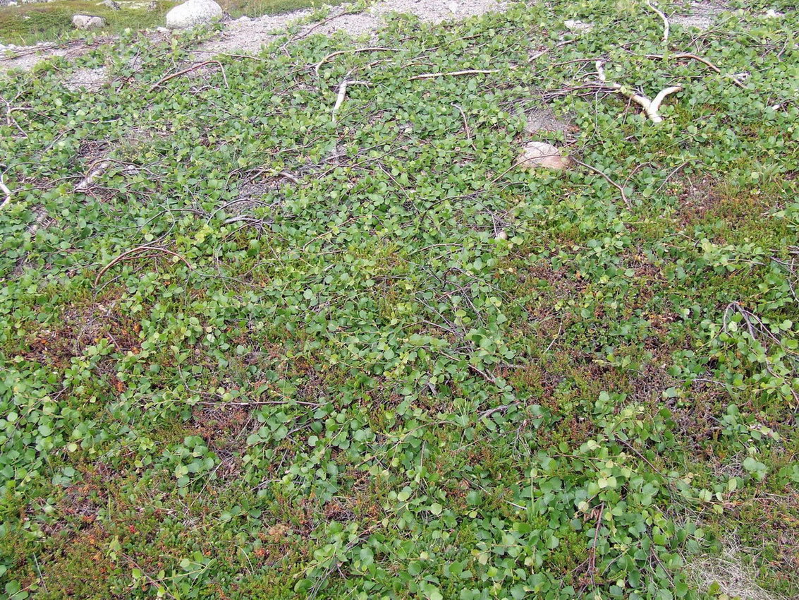 Image of Betula &times; kusmisscheffii specimen.