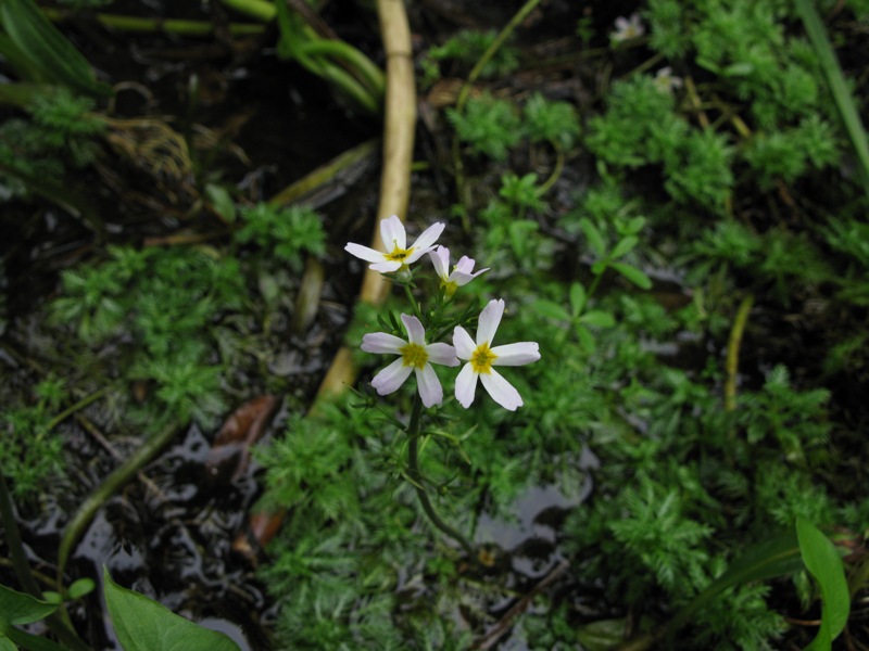 Изображение особи Hottonia palustris.