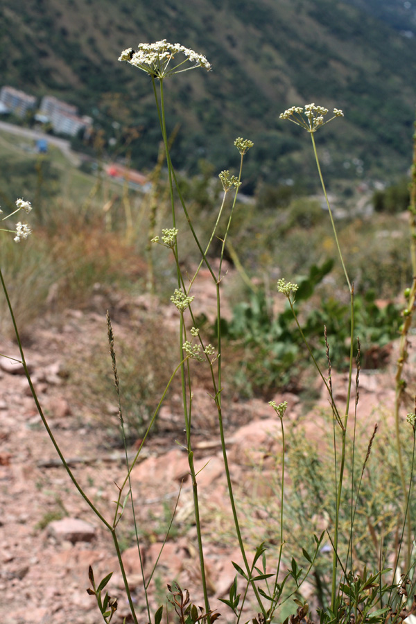 Image of Sphaenolobium tianschanicum specimen.