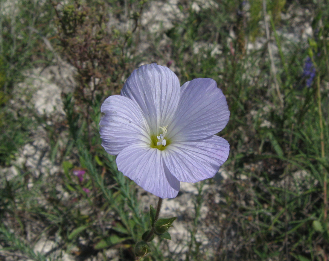 Изображение особи Linum hirsutum.