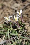 Colchicum kesselringii. Цветущие растения. Узбекистан, Чаткальский биосферный заповедник, ущ. Башкызылсай, правый склон. 21.03.2011.