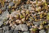 Sedum gracile. Цветущие растения на береговом галечнике. Республика Карачаево-Черкесия, Домбай, берег р. Аманауз, ≈ 1600 м н.у.м. 10.07.2011.