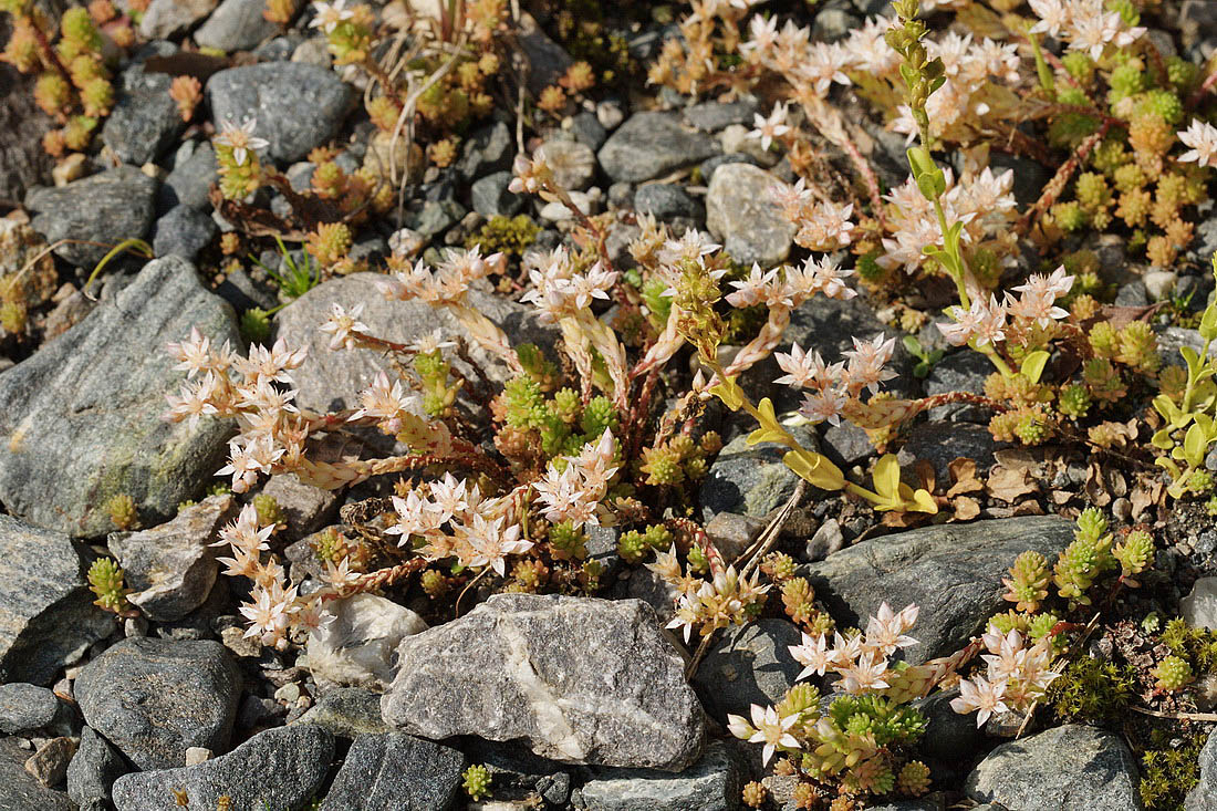 Image of Sedum gracile specimen.